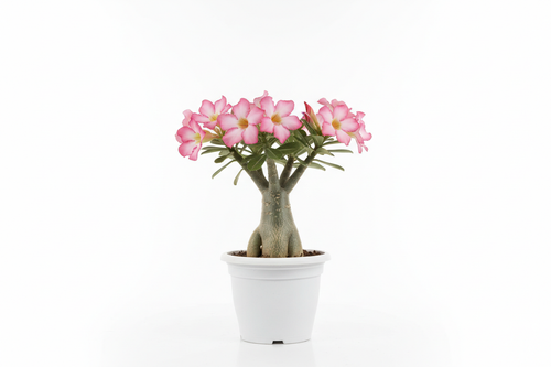 Adenium Side