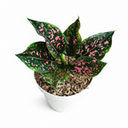 Aglaonema Dalmatian in a white pot