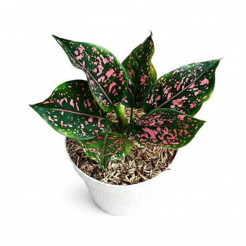 Aglaonema Dalmatian — Spotted Beauty for Your Indoor Jungle.