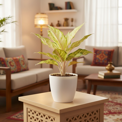 Aglaonema Frozen – Rare Live Indoor Plant | Air Purifier Plant with Pot.
