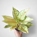 Aglaonema Frozen plant with silvery-white leaves in nursery pot