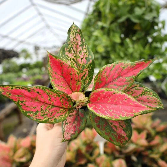 Aglaonema Lady Valentine — styled in a pot