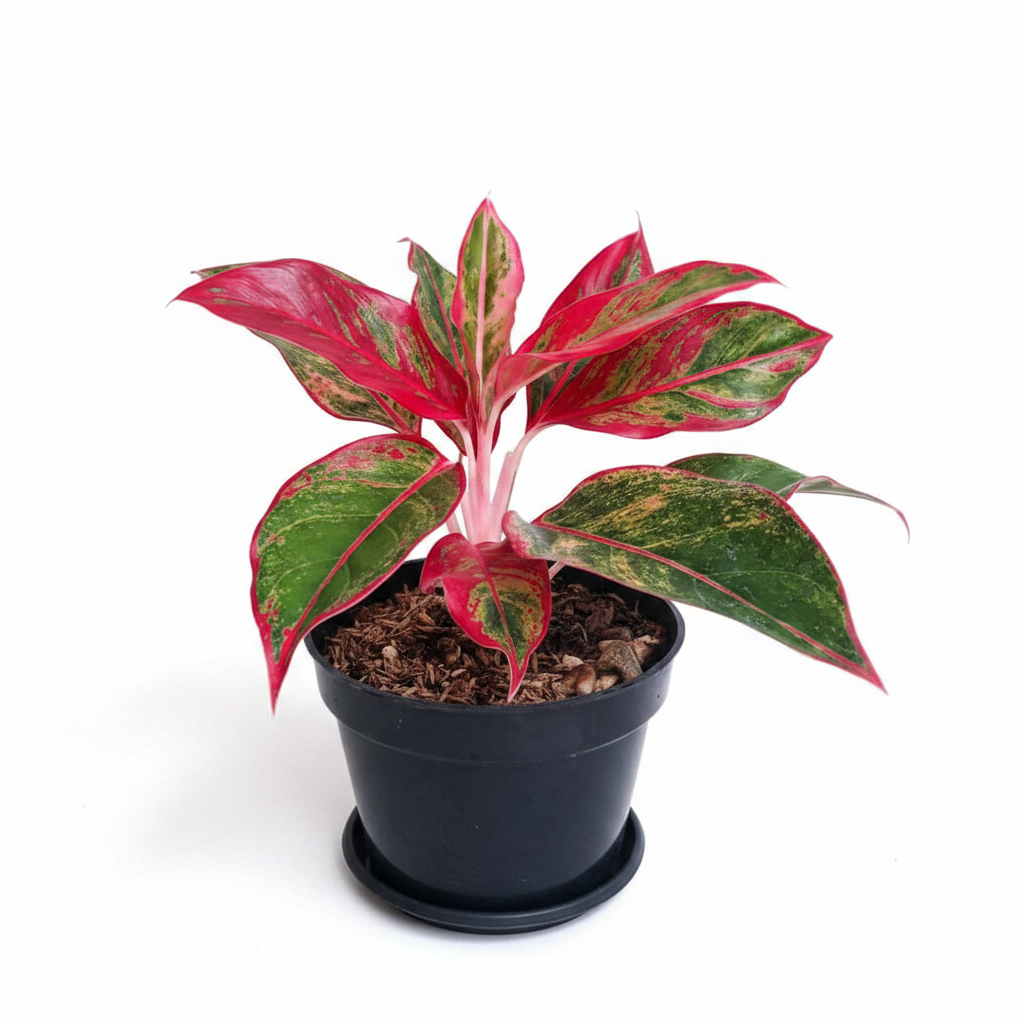 Aglaonema Lipstick White Background