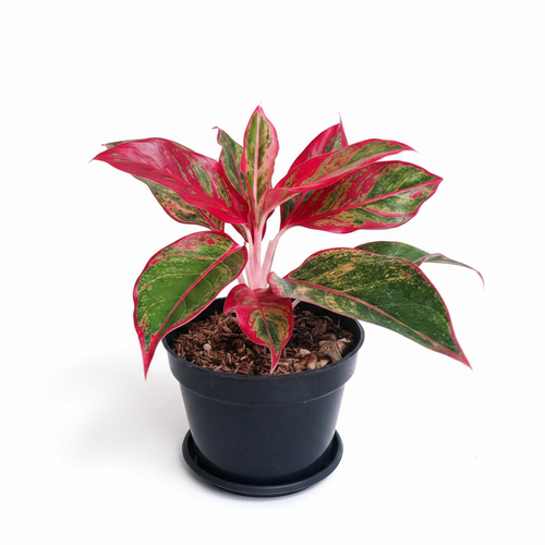 Aglaonema Lipstick White Background