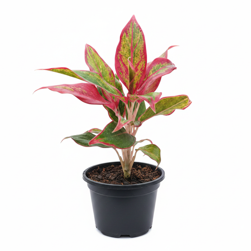 Aglaonema Lipstick with Black Nursery Pot - Original