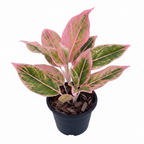 Aglaonema Pink Aurora plant on a white background