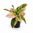 Aglaonema Pink Aurora in a plastic nursery pot