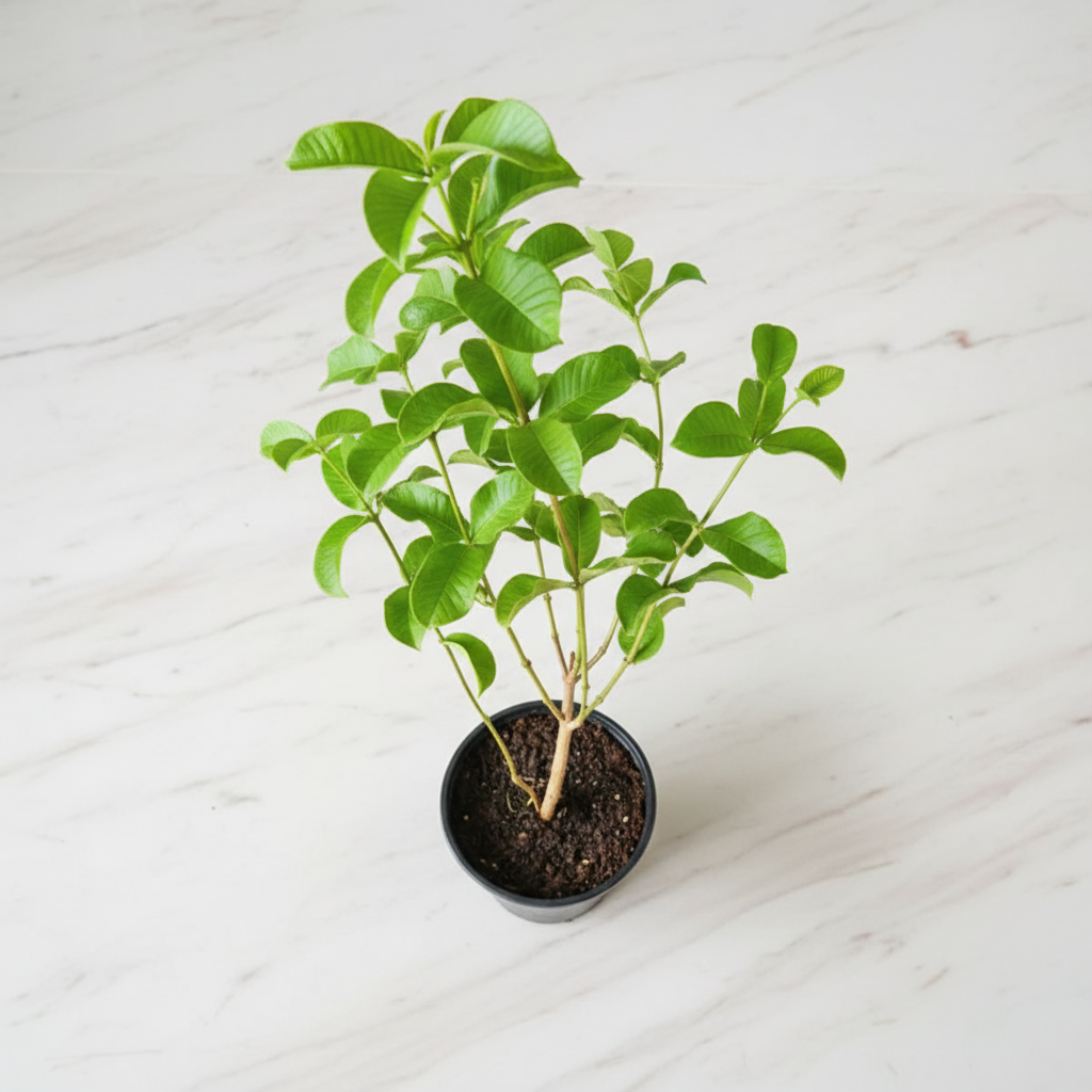 Allamanda Plant Flat Lay