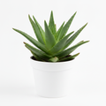 Aloe Vera Front