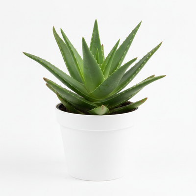 Aloe Vera indoor plant with pot