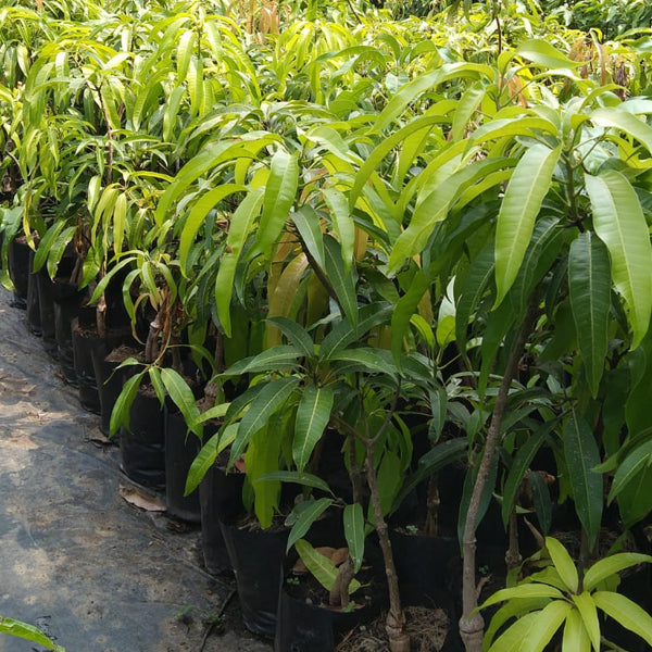 Alphonso Mango Fruit Plant –  Grafted Live Mango Tree(3-4feet)fruiting stage.