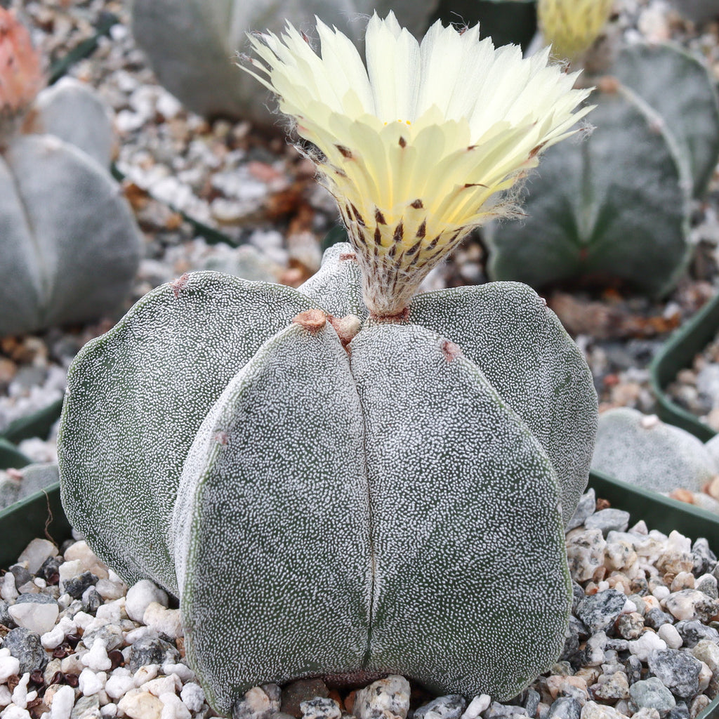 Astrophytum Myriostigma – Rare Bishop's Cap Cactus (3 Inch).