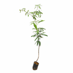 Banganapalli Mango Plant - Professional White Background