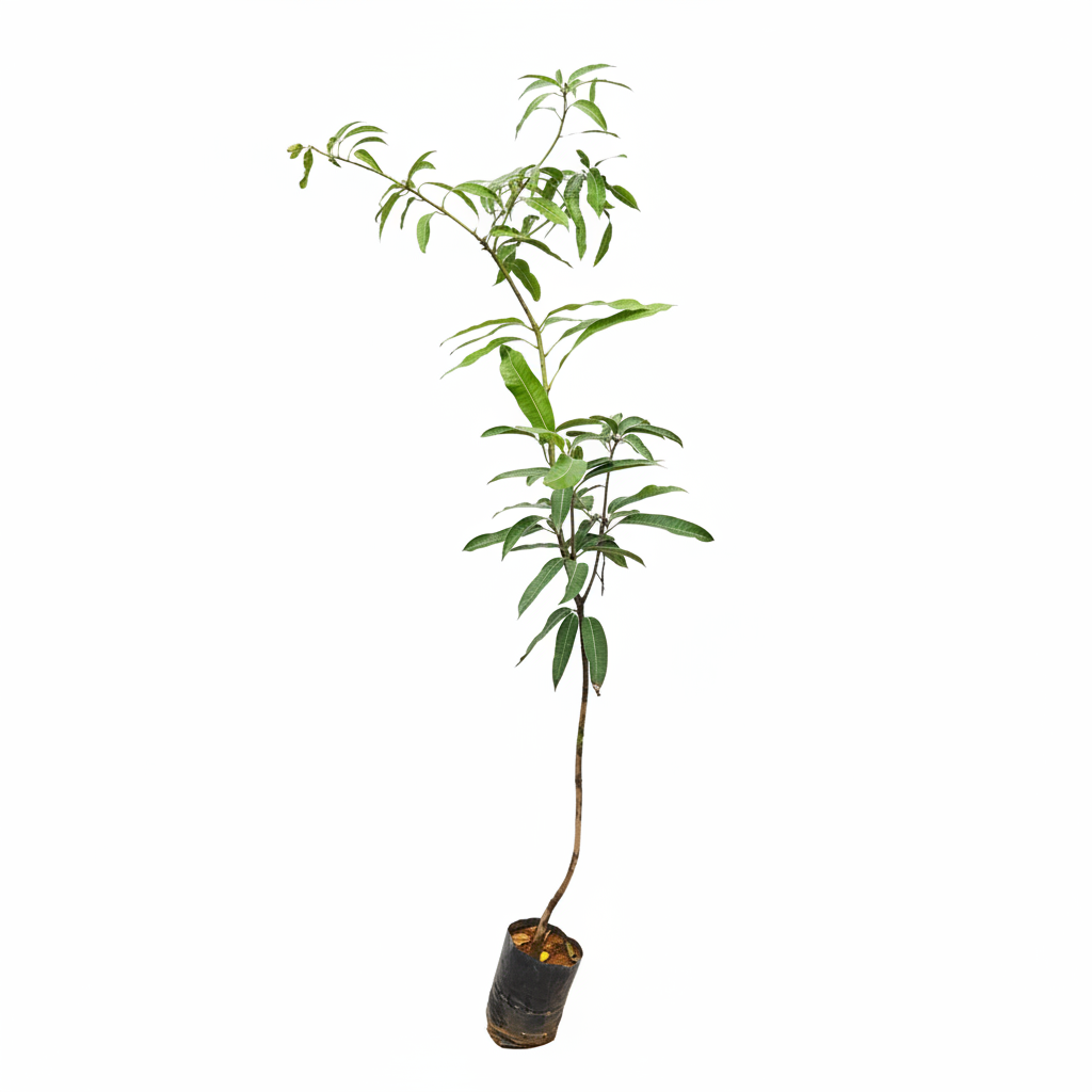 Banganapalli Mango Plant - Professional White Background