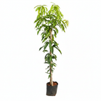 Banganapalli Mango Plant - White Background