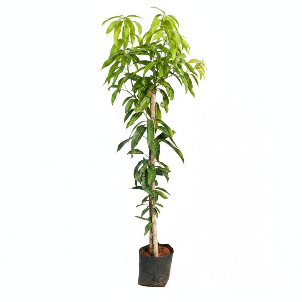 Banganapalli Mango Plant - White Background