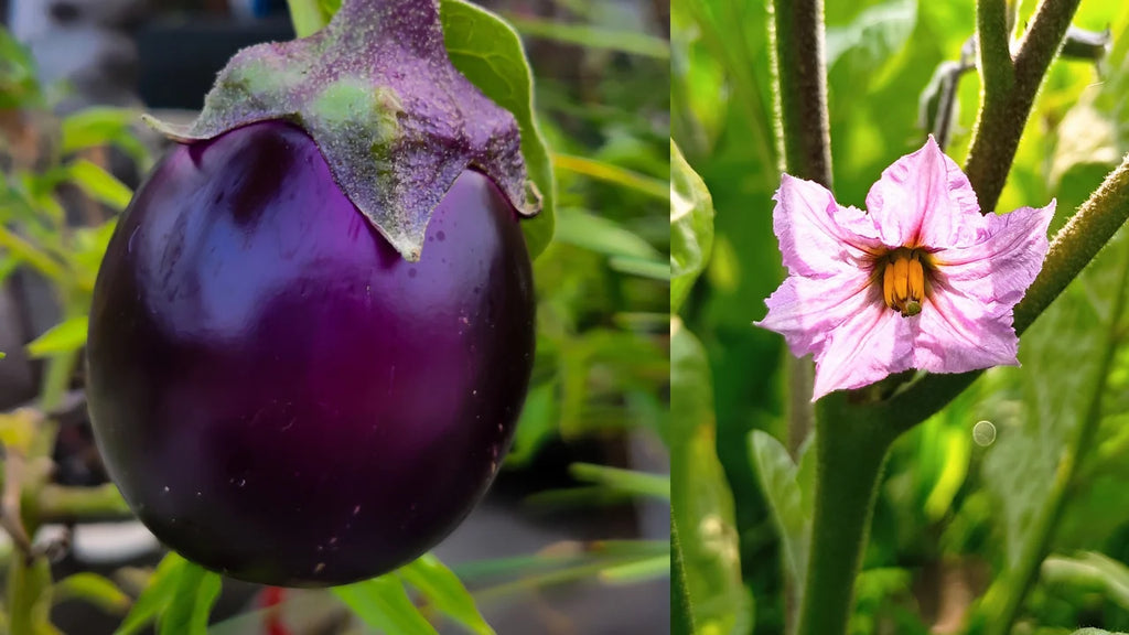 Brinjal - Purple Round Vegetable kitchen garden Seeds
