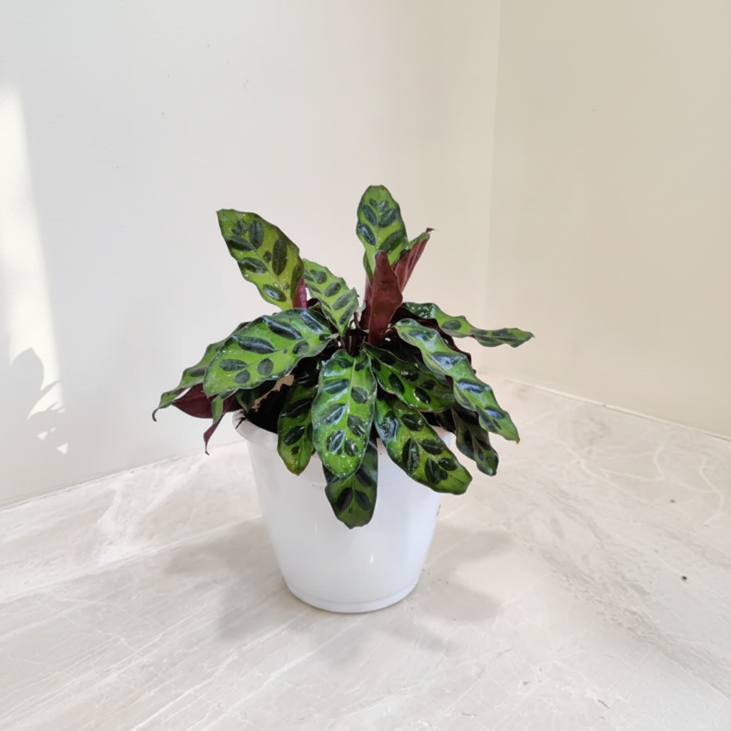 Calathea Rattlesnake Lifestyle