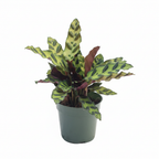 Calathea Rattlesnake Studio
