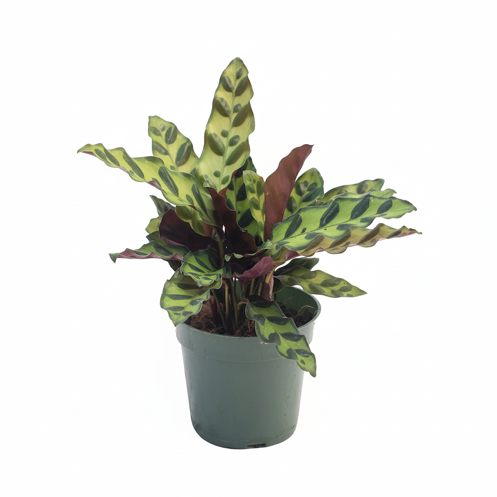 Calathea Rattlesnake Studio