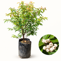 Cat’s Eye fruit plant with fruit inset