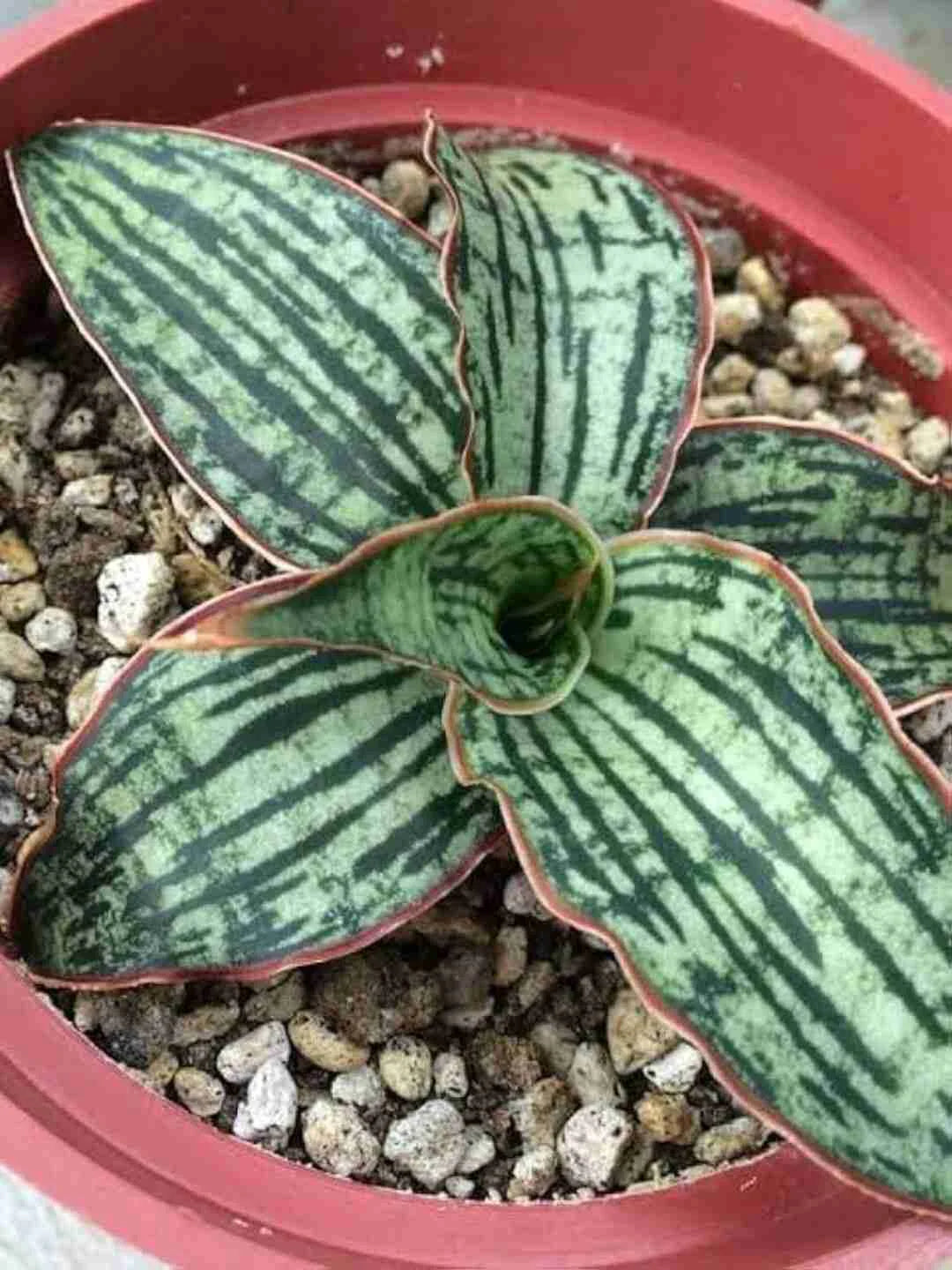 Sansevieria Kirkii Cleopatra — plant detail