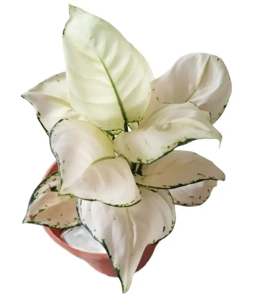 Aglaonema Snow White - creamy white elegant leaves