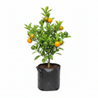 Chinese Orange Professional Product Image