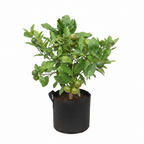 Chinese Orange Professional - White Background
