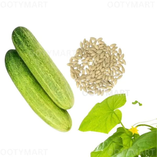Cucumber Kitchen/Home Garden Seeds खीरा / ಸೌತೆಕಾಯಿ / కీరా / வெள்ளரி / വെള്ളരി
