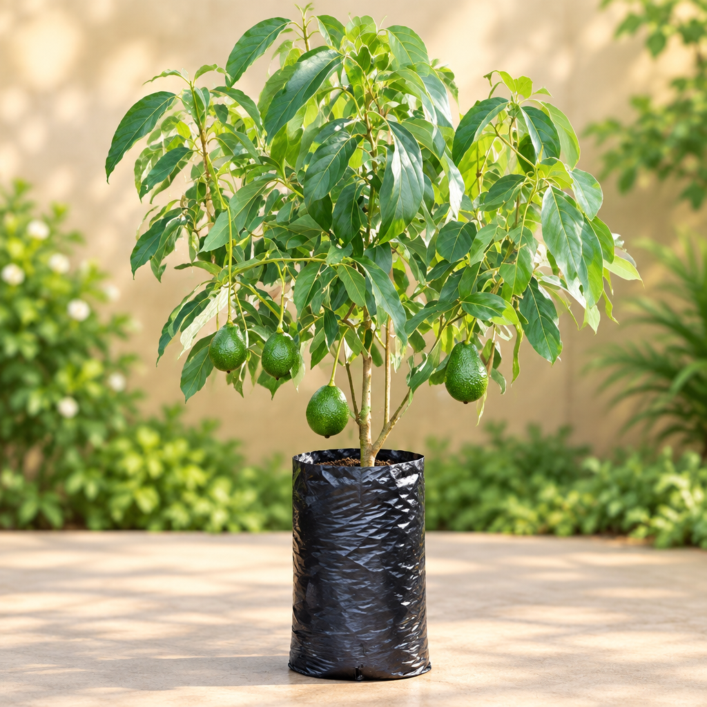 Customer-catching Avocado fruit plant image