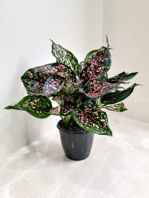 Aglaonema Pink Dalmatian - dark green leaves with pink spots