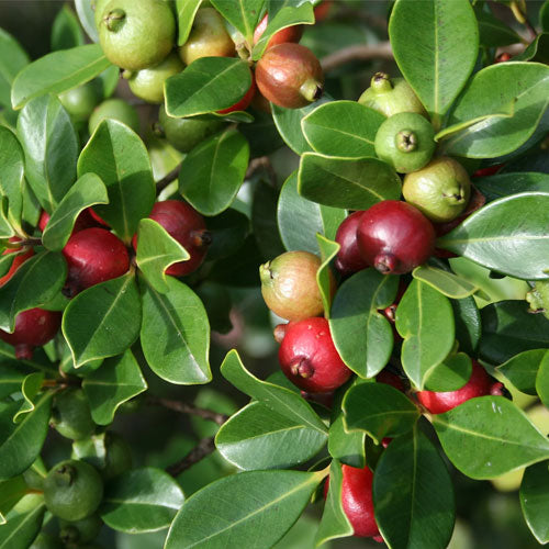 Strawberry Guava Plant (Psidium cattleianum) – Sweet Exotic Fruit Plant | Dream Nursery