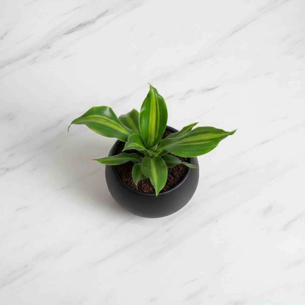 Dracaena Black Pot Flat Lay