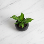 Dracaena Black Pot Flat Lay