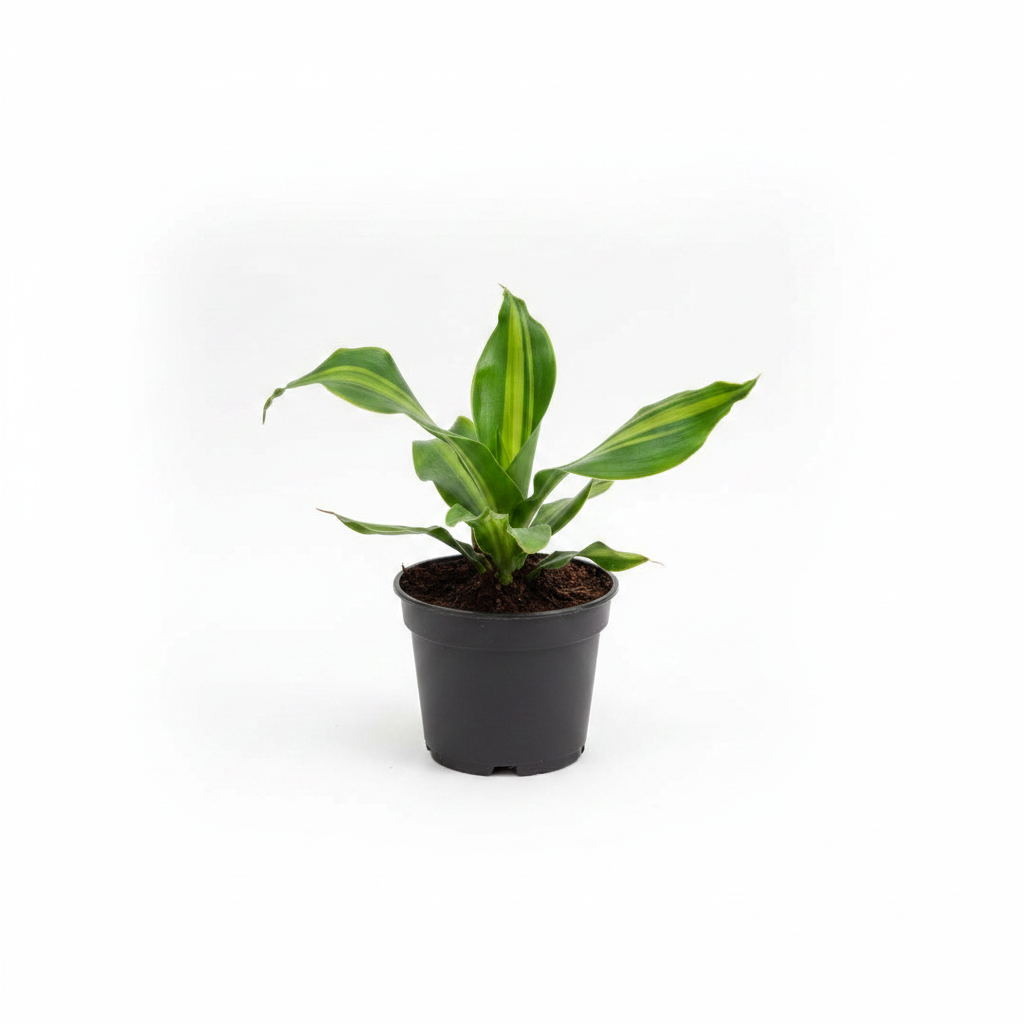 Dracaena Black Pot Studio
