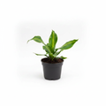Dracaena Black Pot Studio