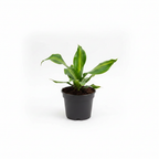 Dracaena Black Pot Studio