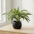 Dracaena Lemon Lime Black Pot Lifestyle