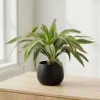 Dracaena Lemon Lime Black Pot Lifestyle