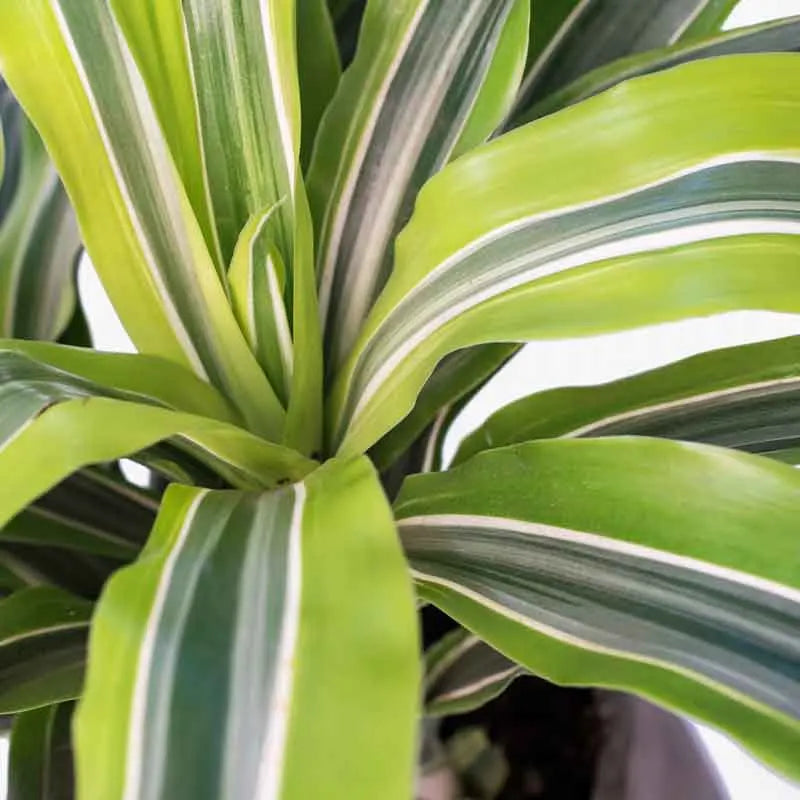Dracaena Lemon Lime – Live Indoor Foliage Plant