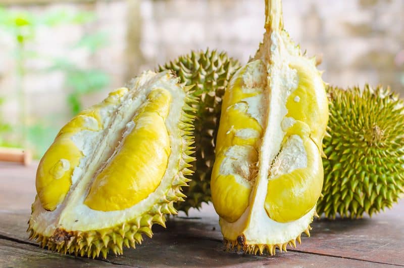 Durian Plant (Durio zibethinus) – King of Fruits | Rare Live Tropical Plant | Dream Nursery