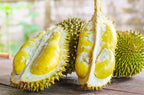 Durian (Durio zibethinus) live fruit plant