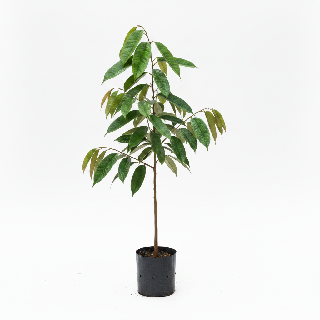 Durian Plant Product Image – Square