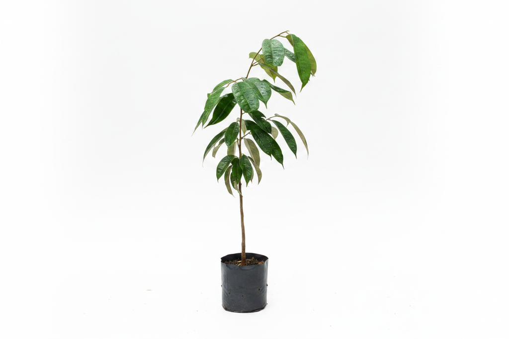 Durian Plant Product Image