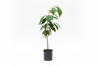 Durian Plant Product Image