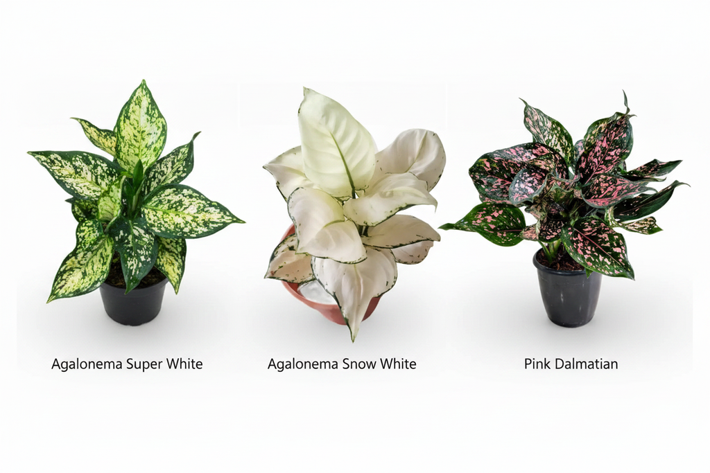 Exotic Aglaonema Combo - Snow White Original