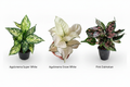 Exotic Aglaonema Combo - Snow White Original
