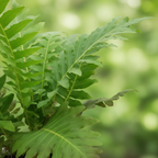 Fern Frond Detail