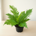 Fern Lifestyle Clean
